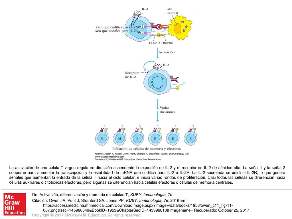 La activación de una célula T virgen regula en dirección ascendente la expresión de IL-2 y el receptor de IL-2 de afinidad alta. La señal 1 y la señal 2 cooperan para aumentar la transcripción y la estabilidad de mRNA que codifica para IL-2 e IL-2R. La IL-2 secretada se unirá al IL-2R, lo que genera señales que aumentan la entrada de la célula T hacia el ciclo celular, e inicia varias rondas de proliferación. Casi todas las células se diferencian hacia células auxiliares o citotóxicas efectoras, pero algunas se diferencian hacia células efectoras o células de memoria centrales.