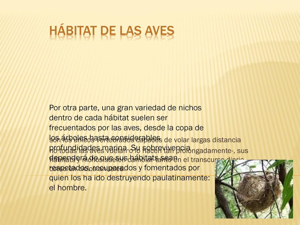Hábitat de las aves son los únicos vertebrados capaces de volar largas distancia.