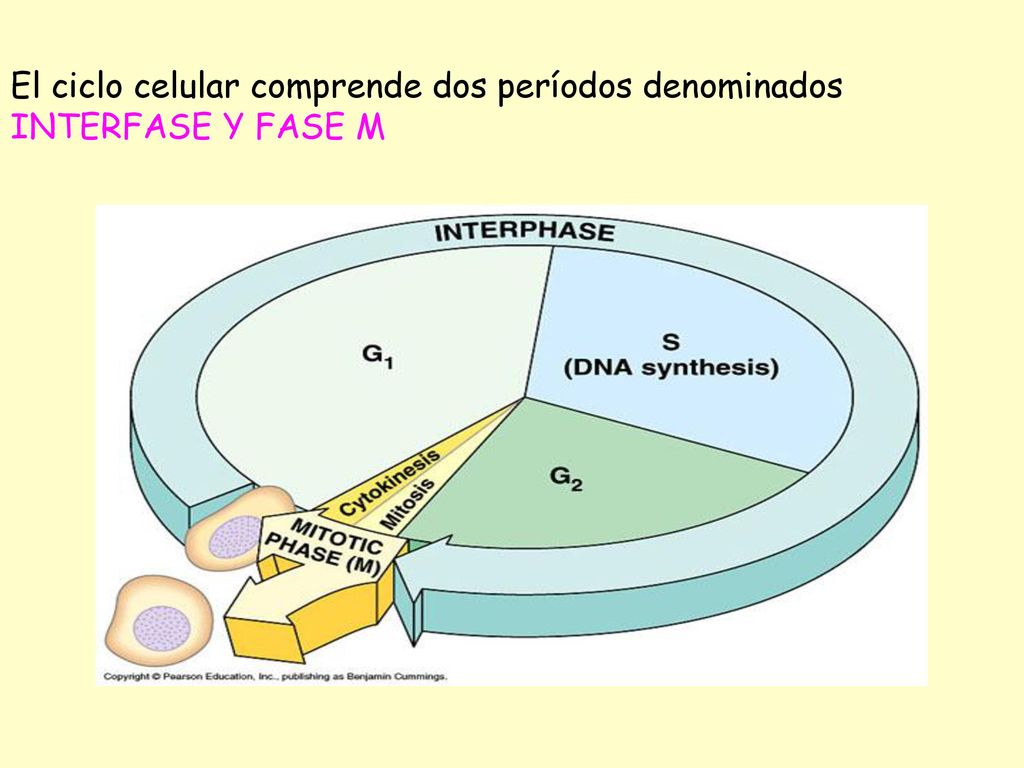 El ciclo celular comprende dos períodos denominados INTERFASE Y FASE M