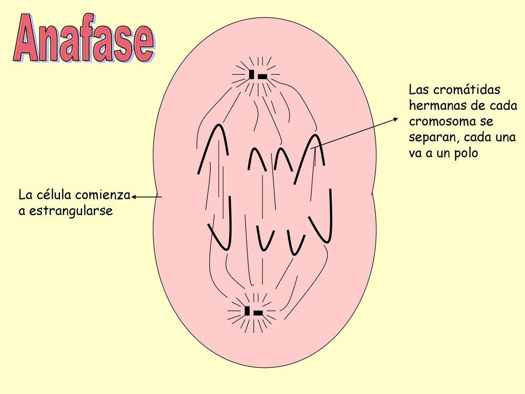 Anafase Las cromátidas hermanas de cada cromosoma se separan, cada una