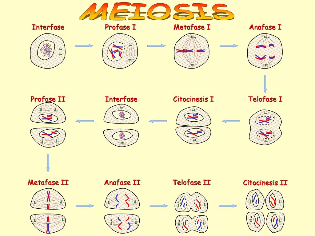 MEIOSIS Interfase Profase I Metafase I Anafase I Profase II Interfase
