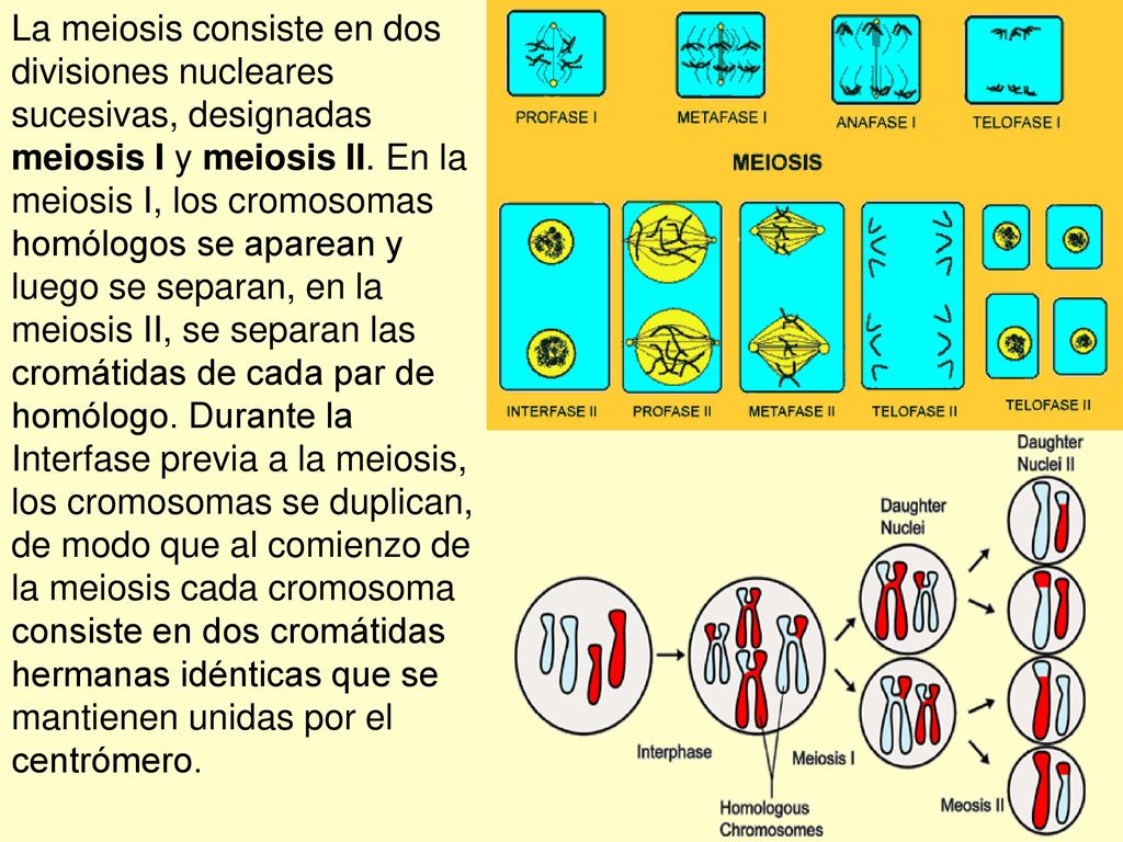 La meiosis consiste en dos divisiones nucleares sucesivas, designadas meiosis I y meiosis II.