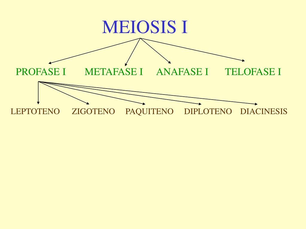 MEIOSIS I PROFASE I METAFASE I ANAFASE I TELOFASE I LEPTOTENO ZIGOTENO