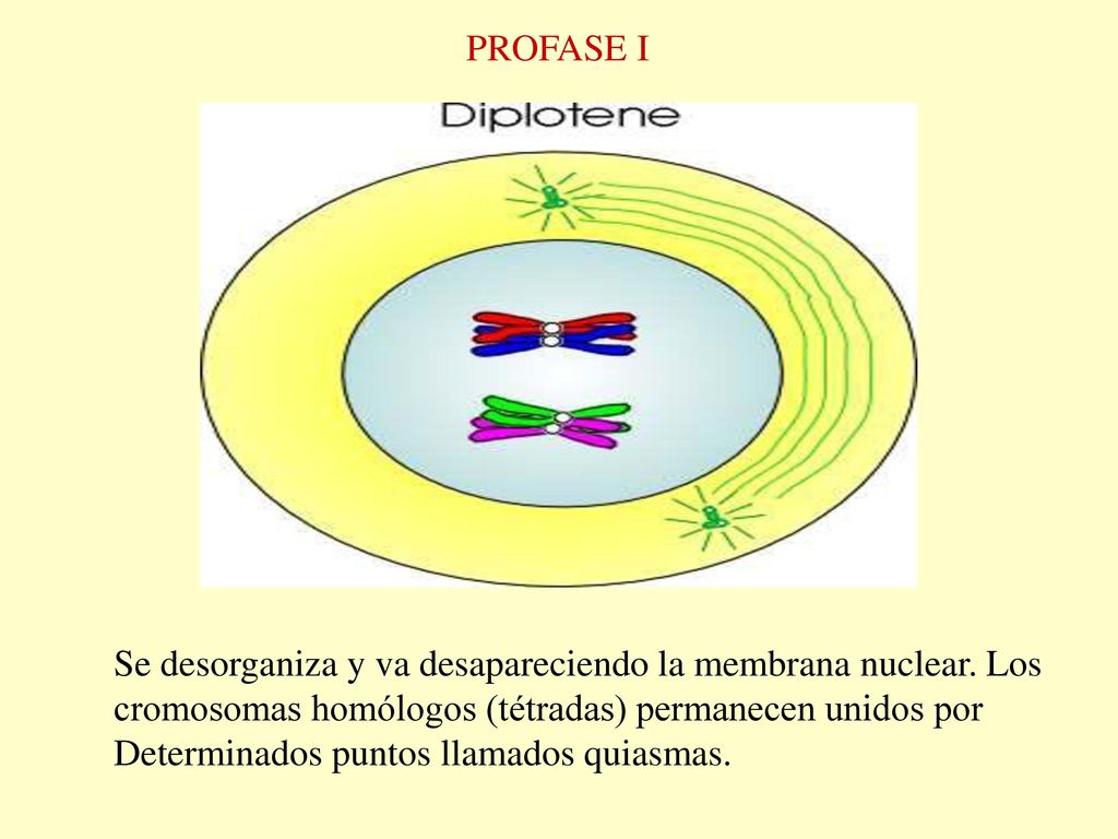 PROFASE I Se desorganiza y va desapareciendo la membrana nuclear. Los. cromosomas homólogos (tétradas) permanecen unidos por.