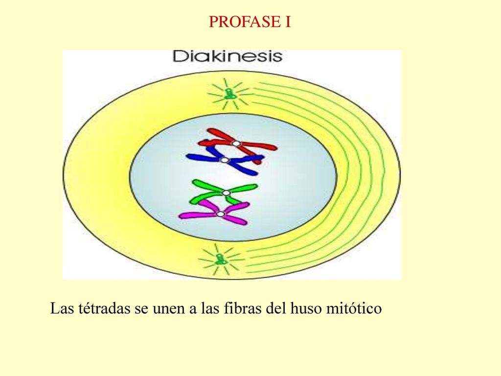 PROFASE I Las tétradas se unen a las fibras del huso mitótico