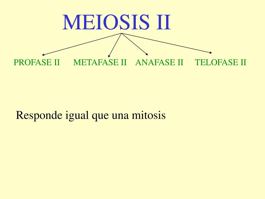 MEIOSIS II Responde igual que una mitosis PROFASE II METAFASE II