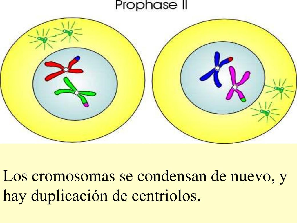 Los cromosomas se condensan de nuevo, y hay duplicación de centriolos.