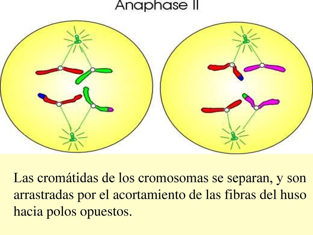 Las cromátidas de los cromosomas se separan, y son arrastradas por el acortamiento de las fibras del huso hacia polos opuestos.