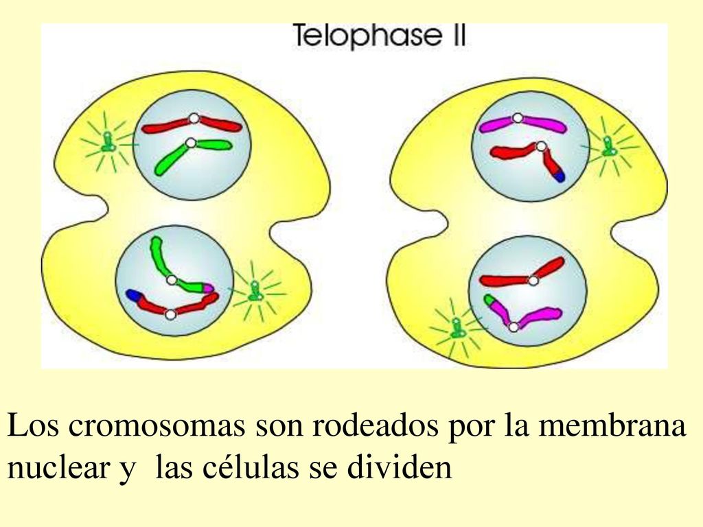 Los cromosomas son rodeados por la membrana nuclear y las células se dividen