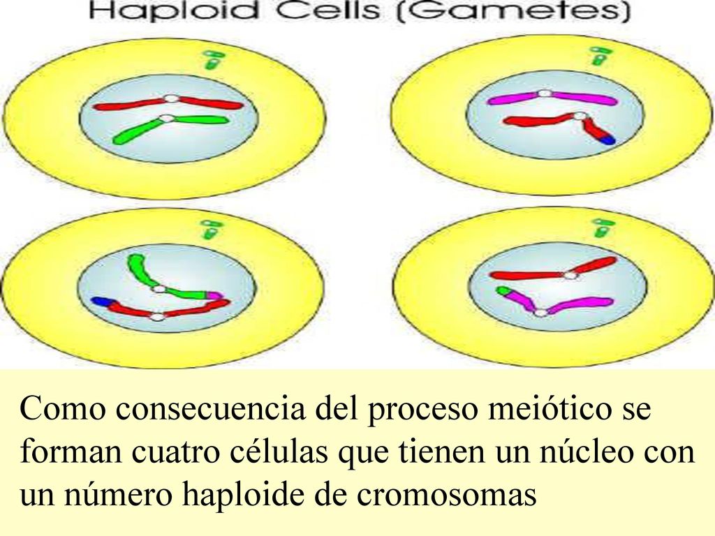 Como consecuencia del proceso meiótico se forman cuatro células que tienen un núcleo con un número haploide de cromosomas