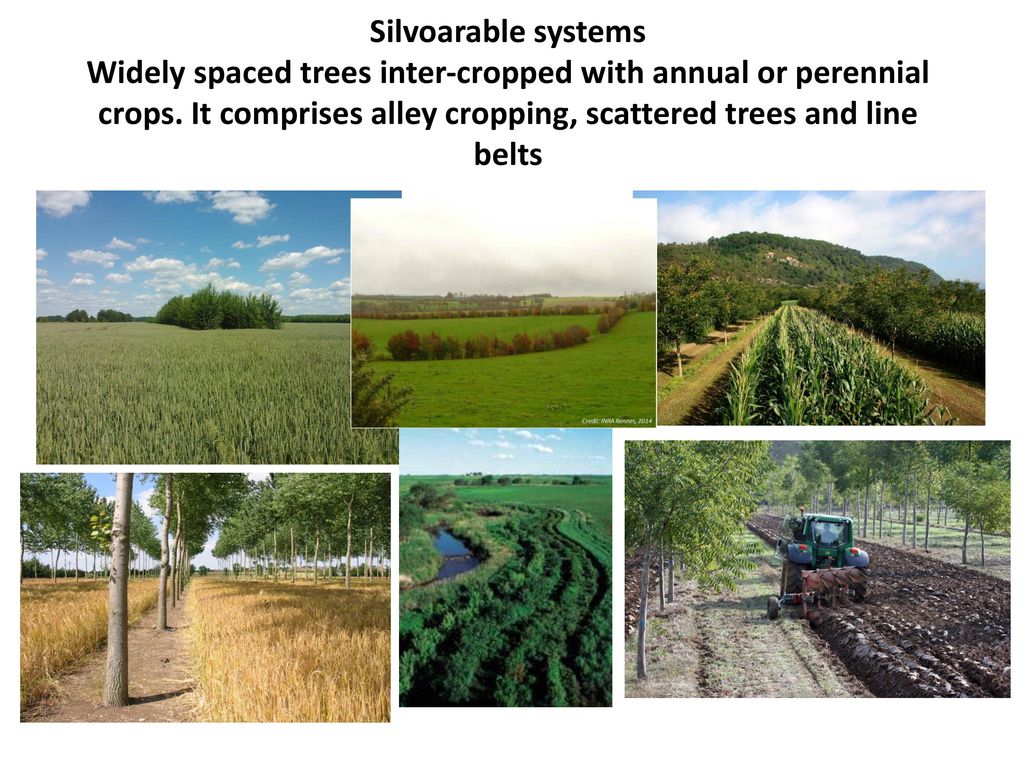 Silvoarable systems Widely spaced trees inter-cropped with annual or perennial crops. It comprises alley cropping, scattered trees and line belts.