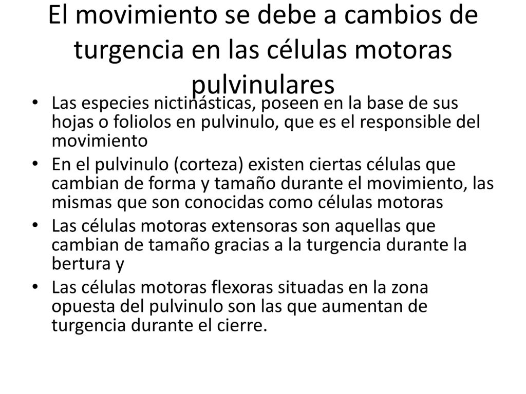 El movimiento se debe a cambios de turgencia en las células motoras pulvinulares