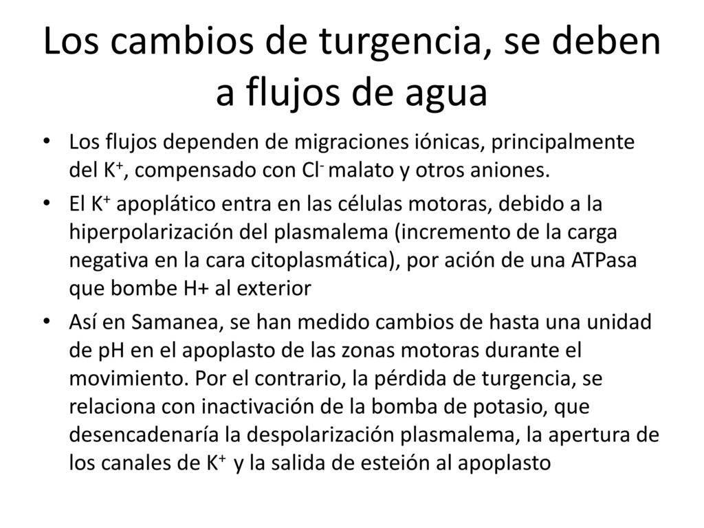 Los cambios de turgencia, se deben a flujos de agua