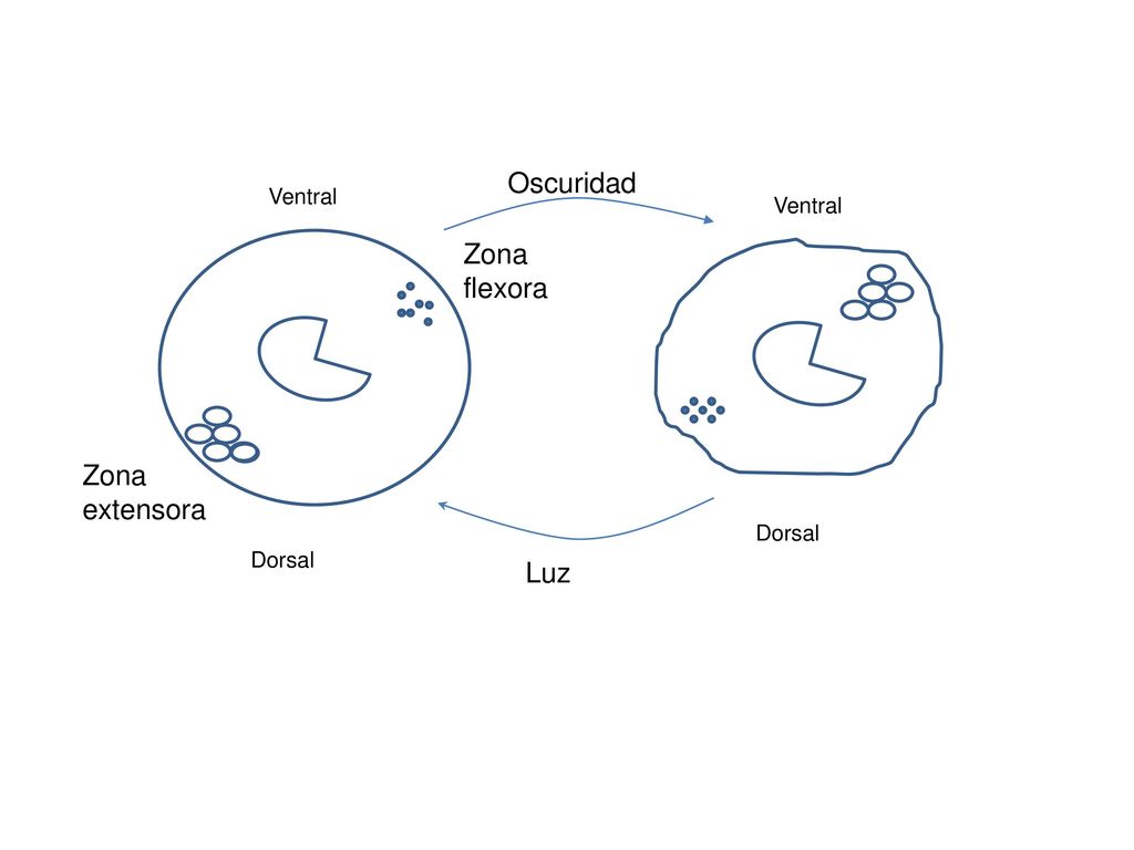 Oscuridad Zona flexora Zona extensora Luz Ventral Ventral Dorsal