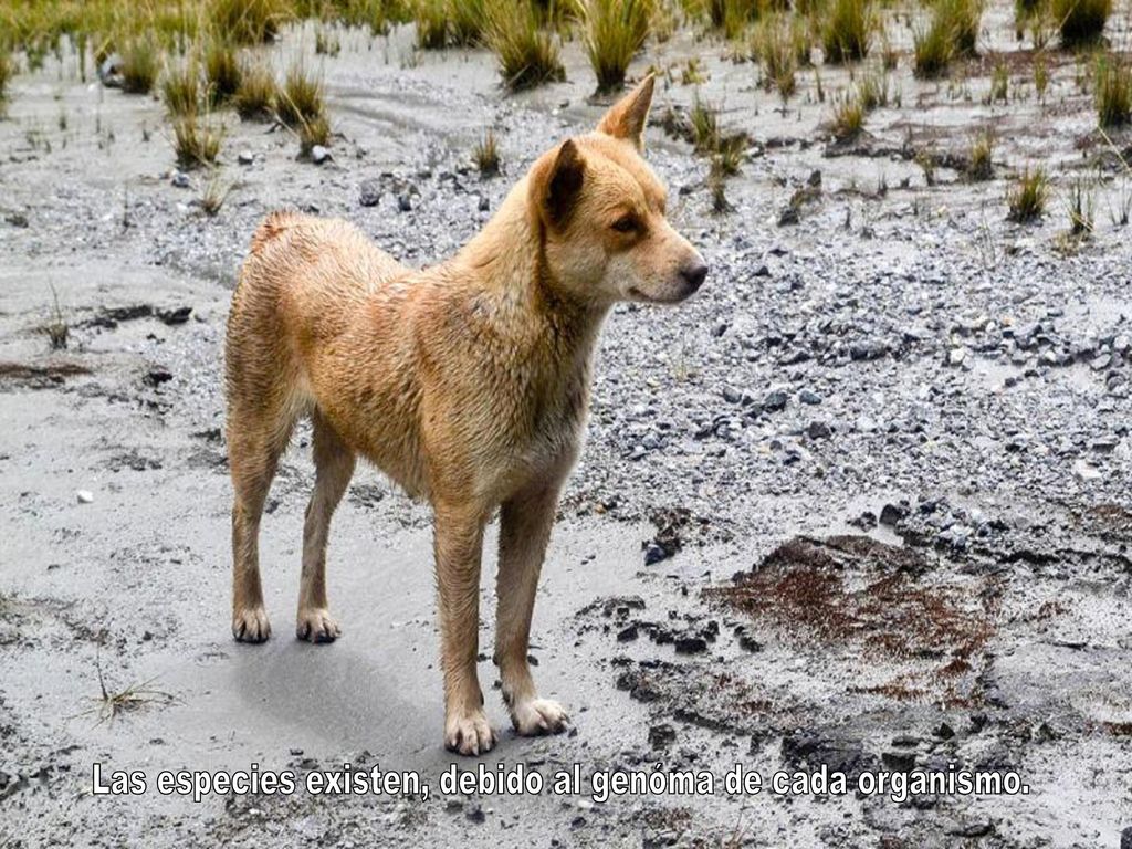 Las especies existen, debido al genóma de cada organismo.