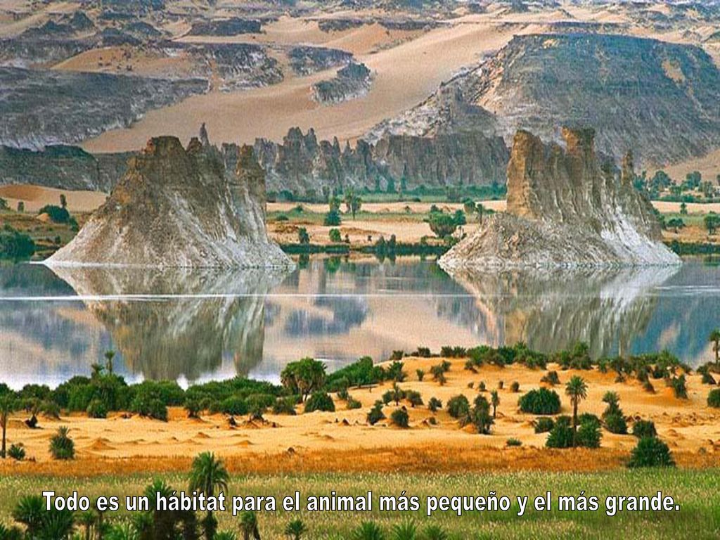 Todo es un hábitat para el animal más pequeño y el más grande.