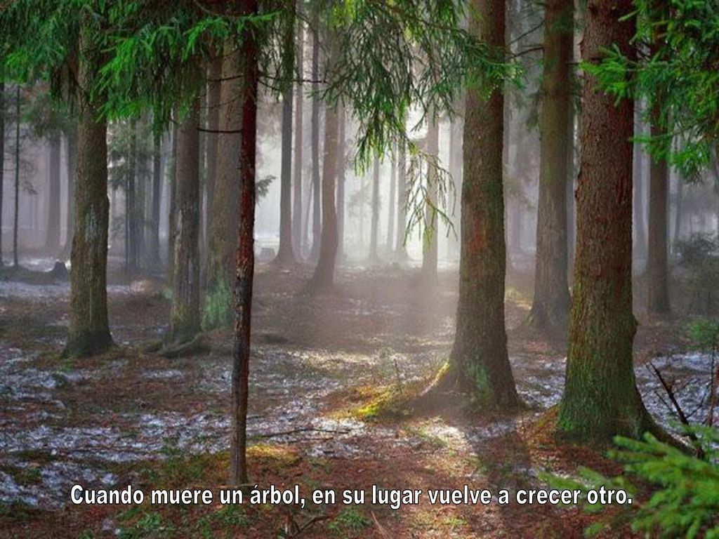Cuando muere un árbol, en su lugar vuelve a crecer otro.