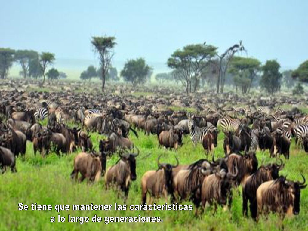 Se tiene que mantener las carácteristicas a lo largo de generaciones.