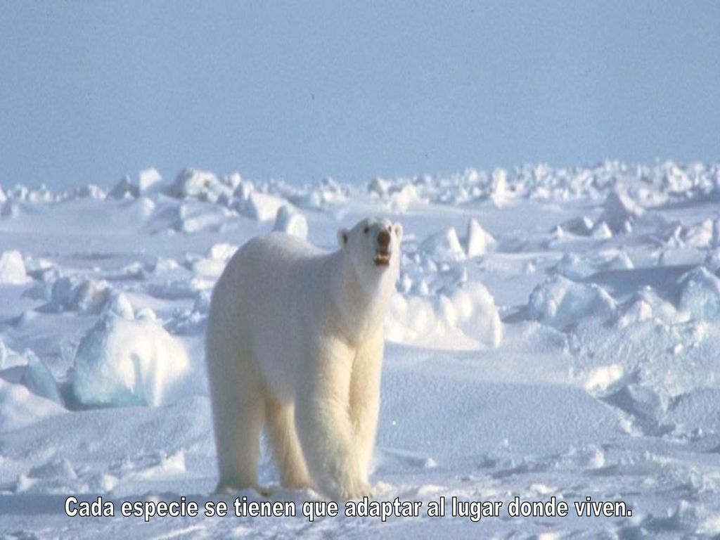 Cada especie se tienen que adaptar al lugar donde viven.