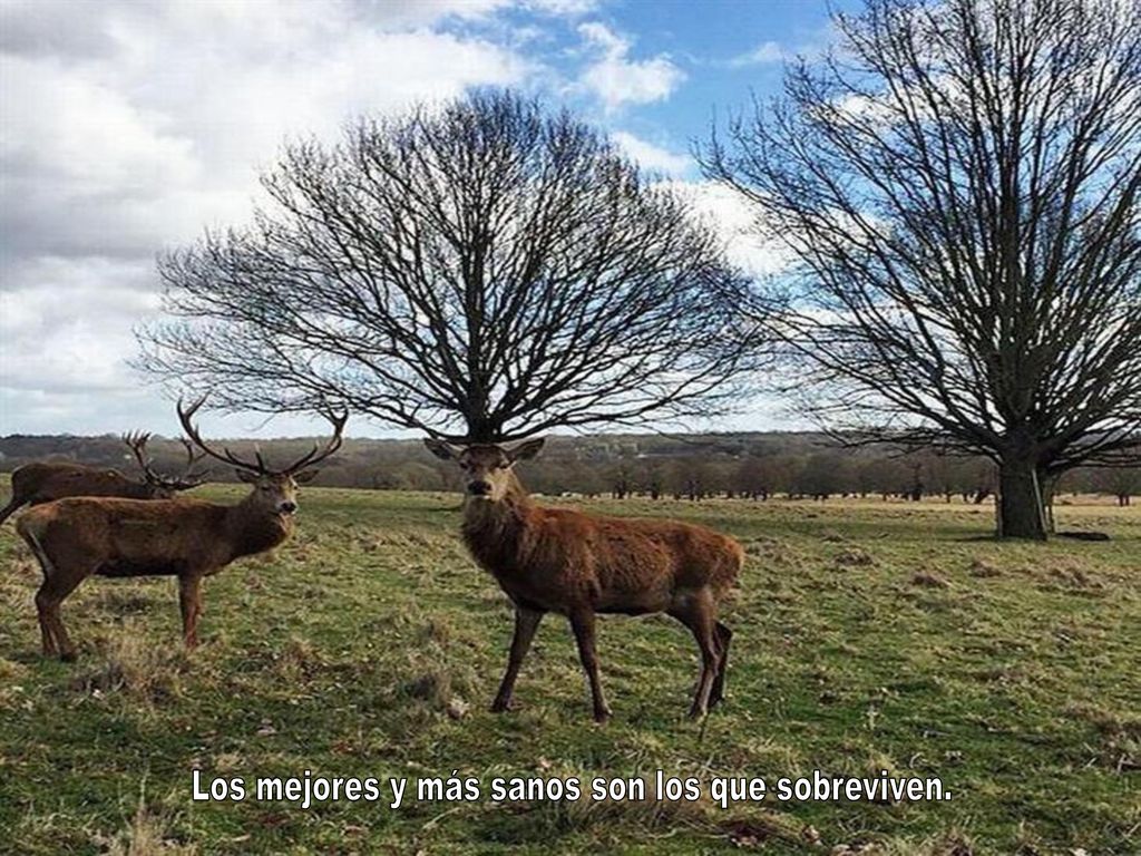 Los mejores y más sanos son los que sobreviven.