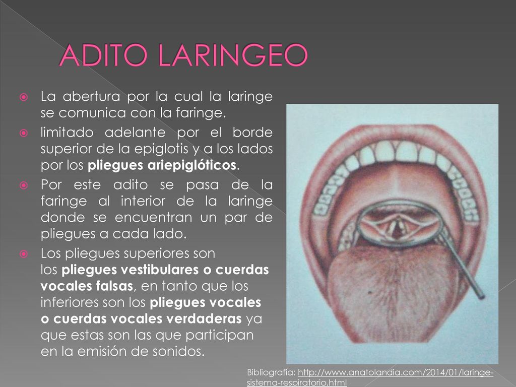 ADITO LARINGEO La abertura por la cual la laringe se comunica con la faringe.