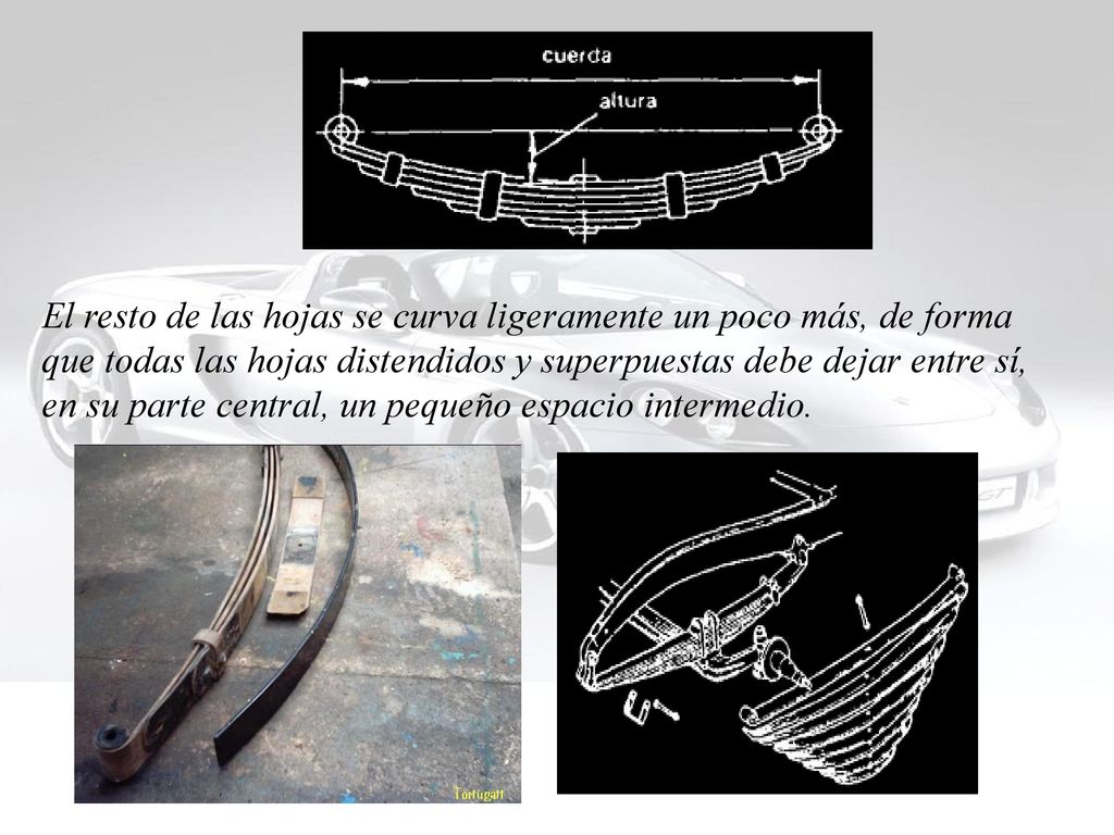 El resto de las hojas se curva ligeramente un poco más, de forma que todas las hojas distendidos y superpuestas debe dejar entre sí, en su parte central, un pequeño espacio intermedio.