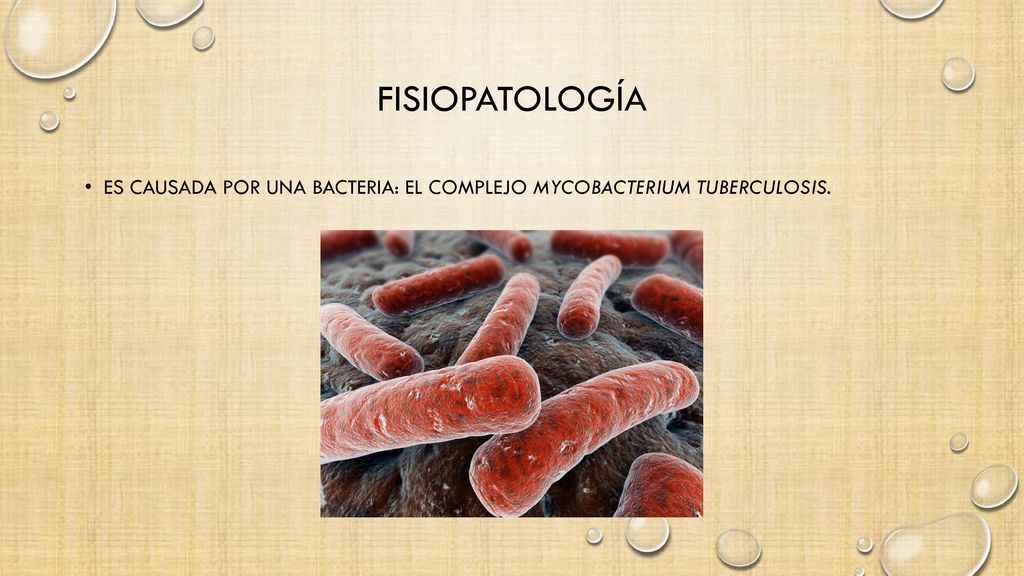 Fisiopatología Es causada por una bacteria: el Complejo Mycobacterium tuberculosis.