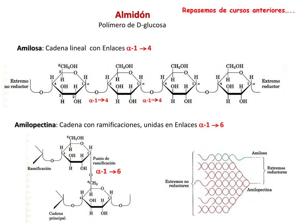 Almidón Polímero de D-glucosa Amilosa: Cadena lineal con Enlaces a-1 4