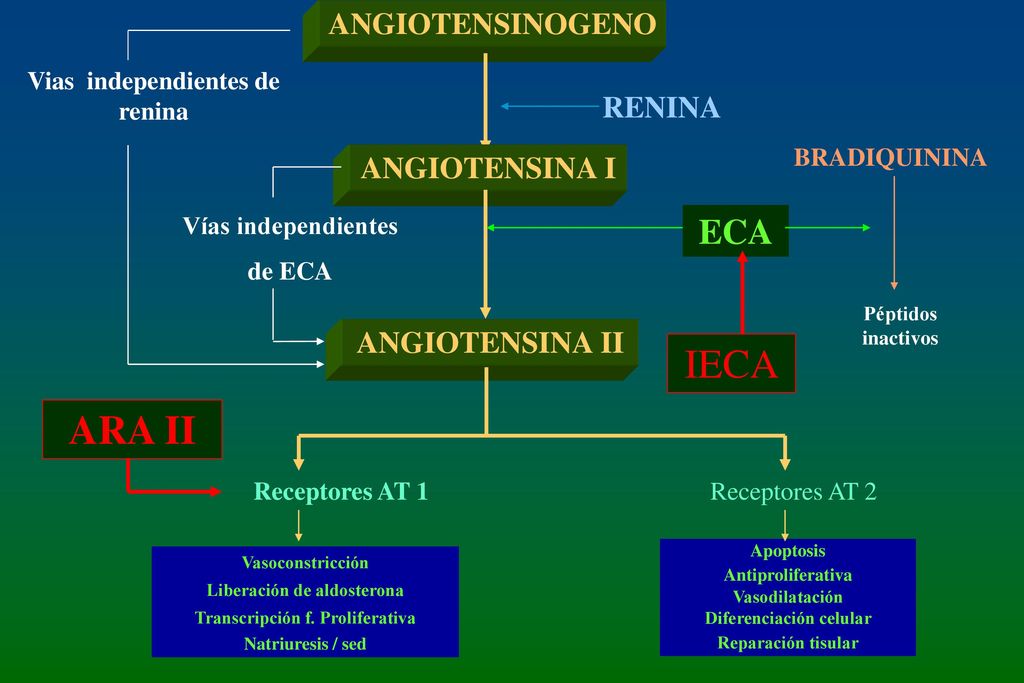 IECA ARA II ECA ANGIOTENSINOGENO RENINA ANGIOTENSINA I ANGIOTENSINA II