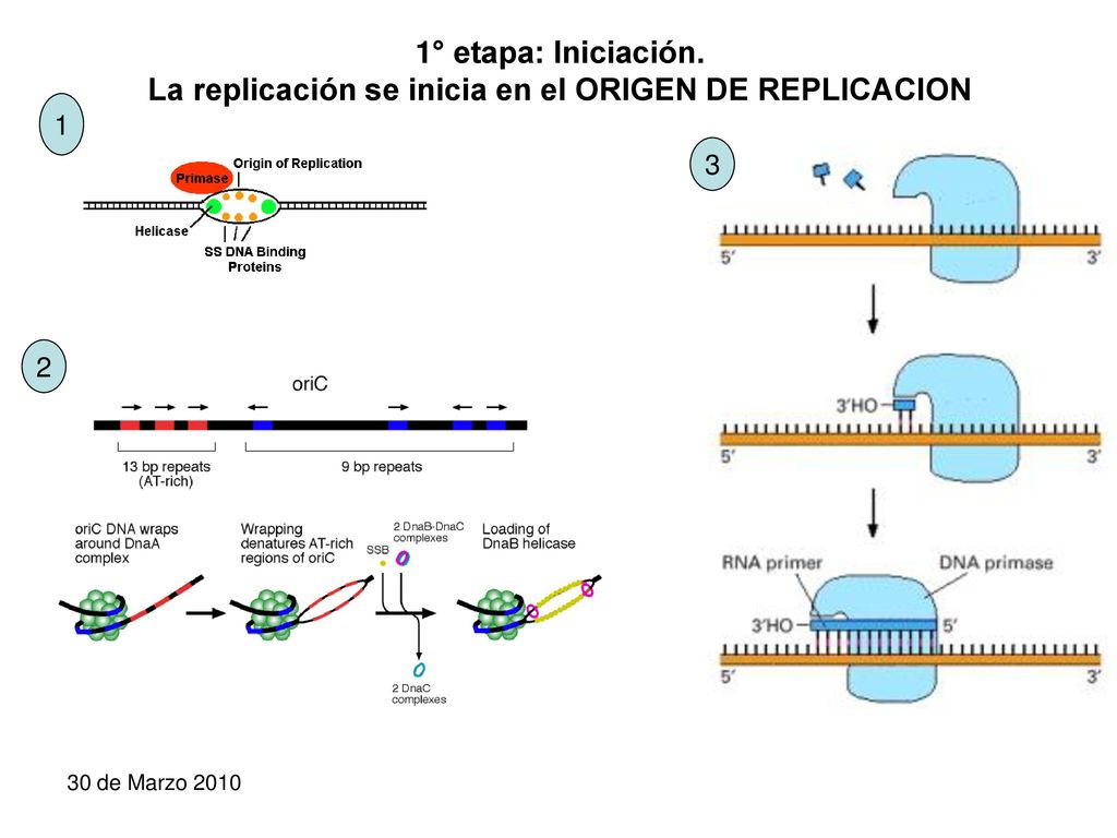 1° etapa: Iniciación. La replicación se inicia en el ORIGEN DE REPLICACION