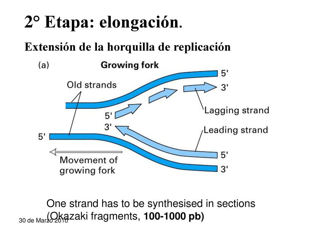 2° Etapa: elongación. Extensión de la horquilla de replicación