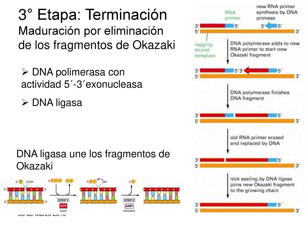 3° Etapa: Terminación Maduración por eliminación de los fragmentos de Okazaki