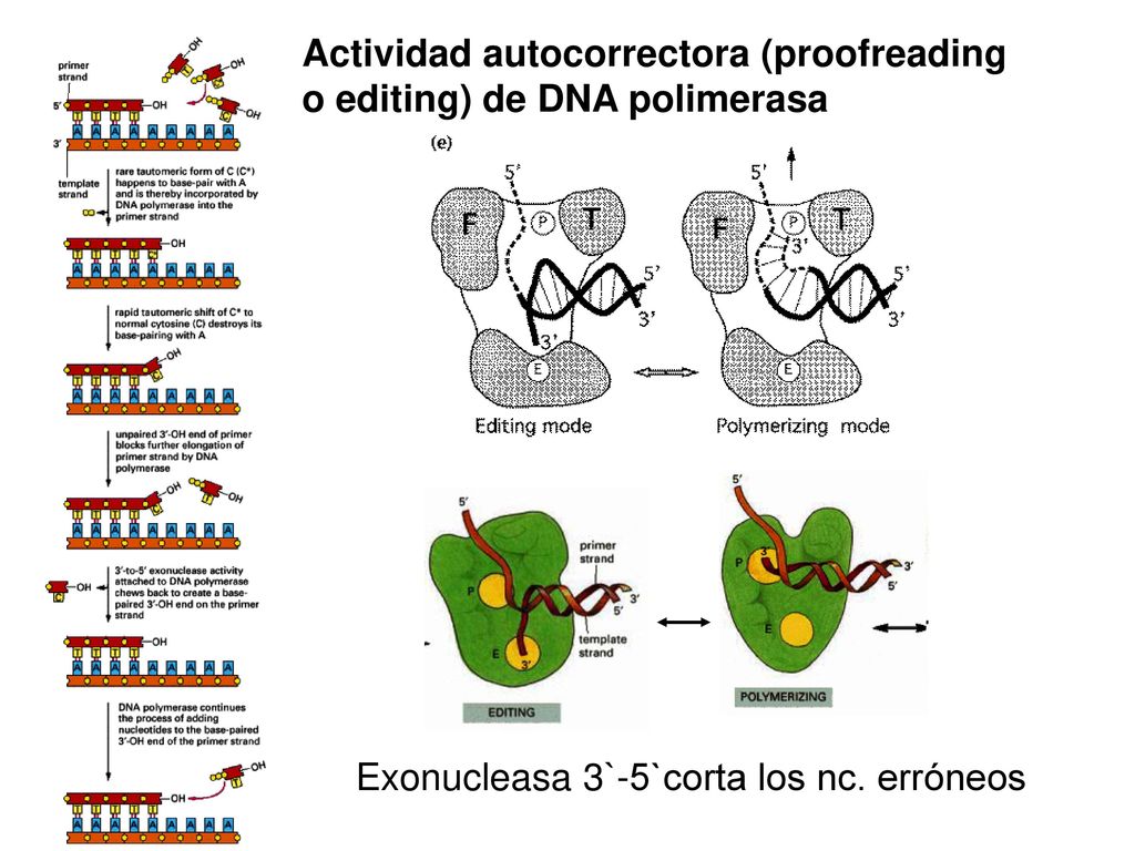 Actividad autocorrectora (proofreading o editing) de DNA polimerasa