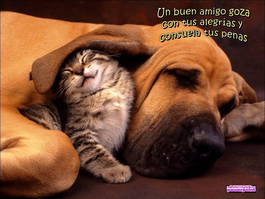 Un buen amigo goza con tus alegrías y consuela tus penas