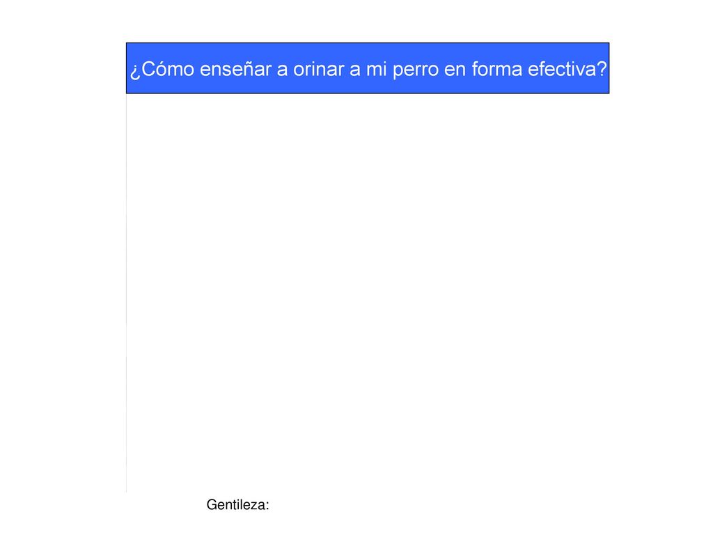 ¿Cómo enseñar a orinar a mi perro en forma efectiva