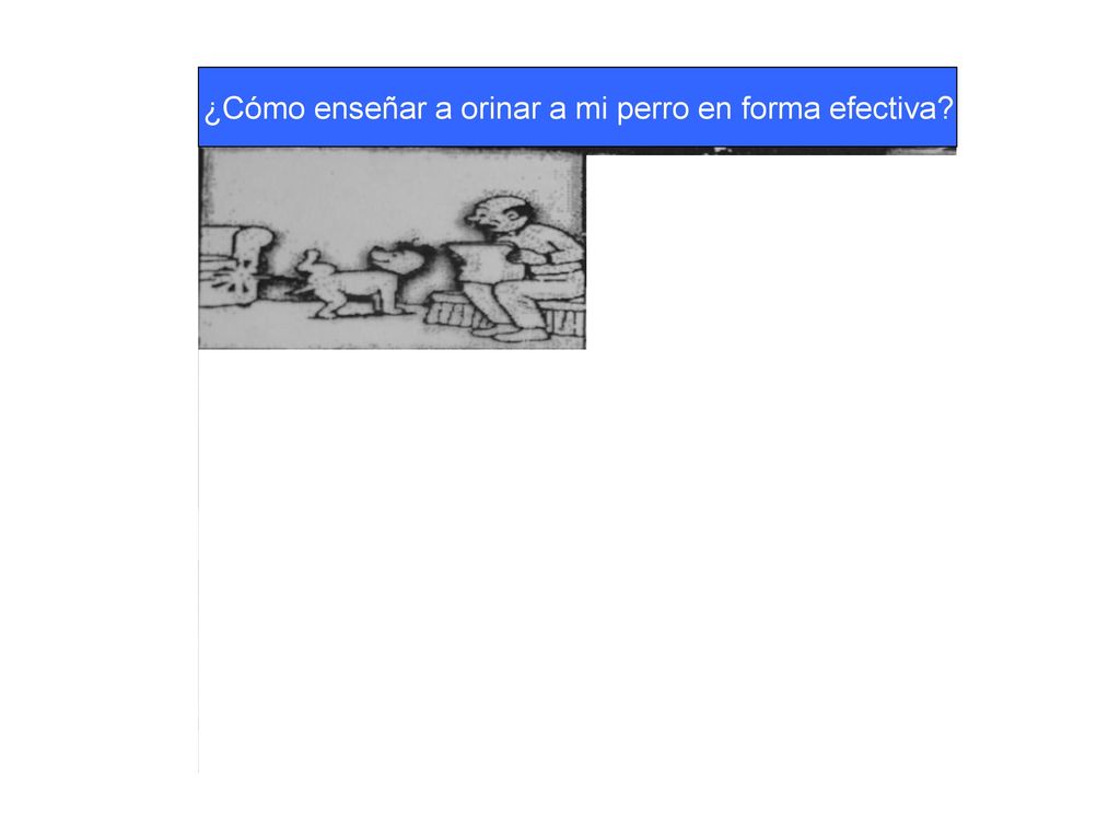 ¿Cómo enseñar a orinar a mi perro en forma efectiva