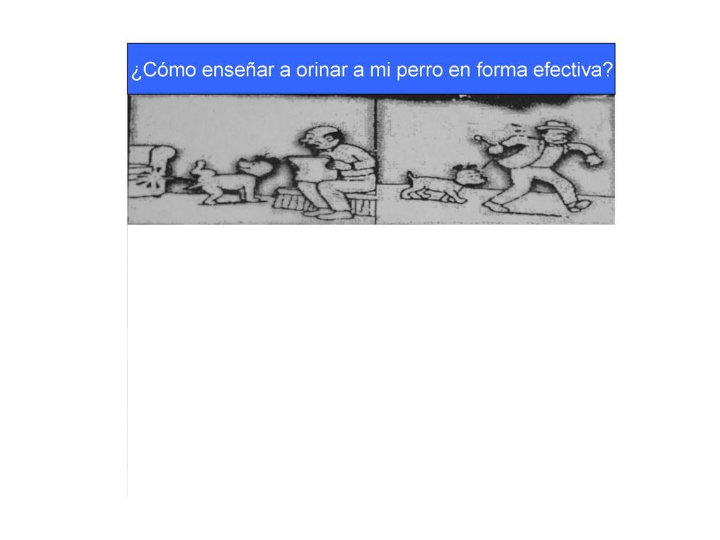¿Cómo enseñar a orinar a mi perro en forma efectiva