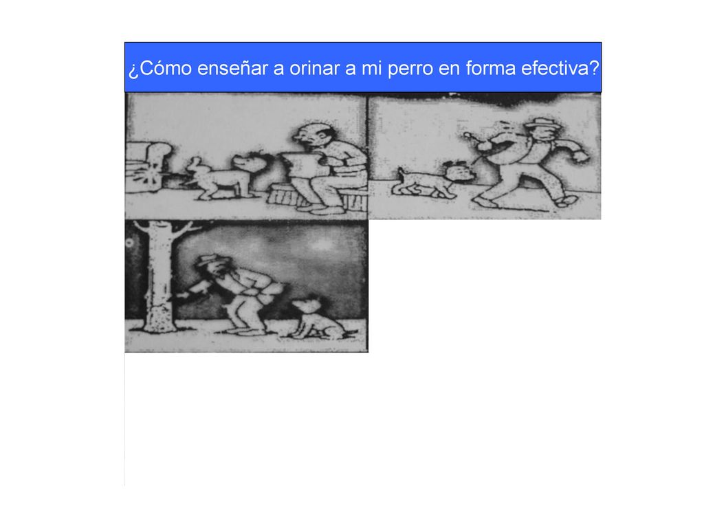 ¿Cómo enseñar a orinar a mi perro en forma efectiva