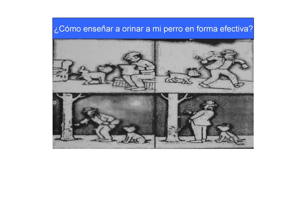 ¿Cómo enseñar a orinar a mi perro en forma efectiva