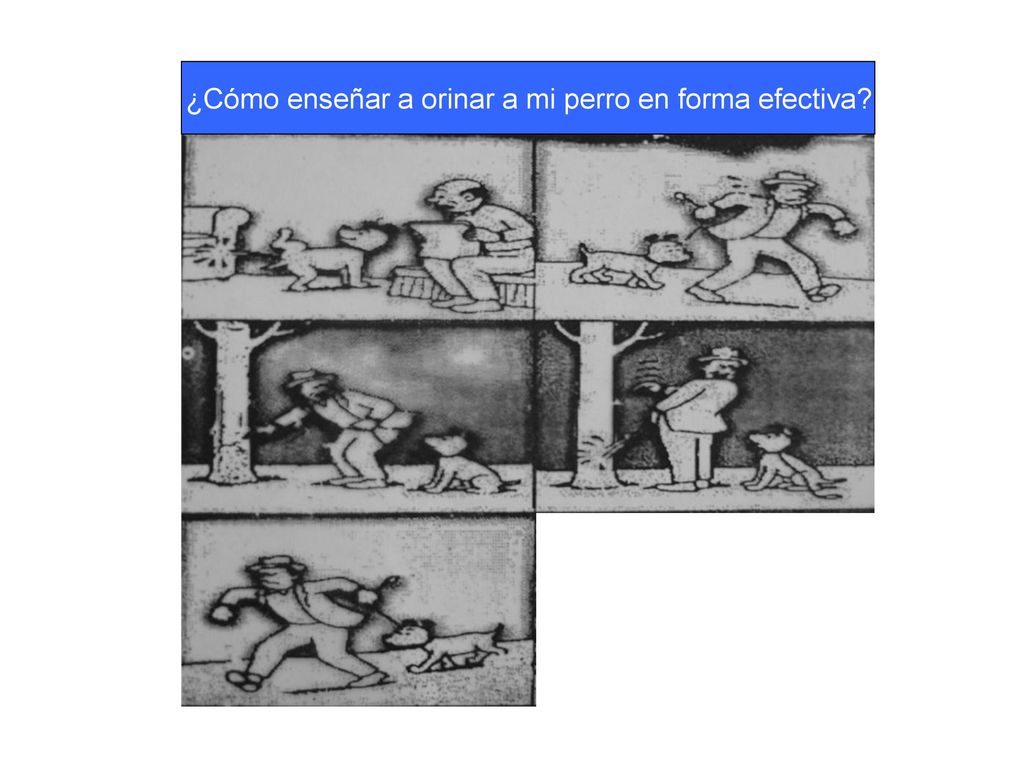 ¿Cómo enseñar a orinar a mi perro en forma efectiva