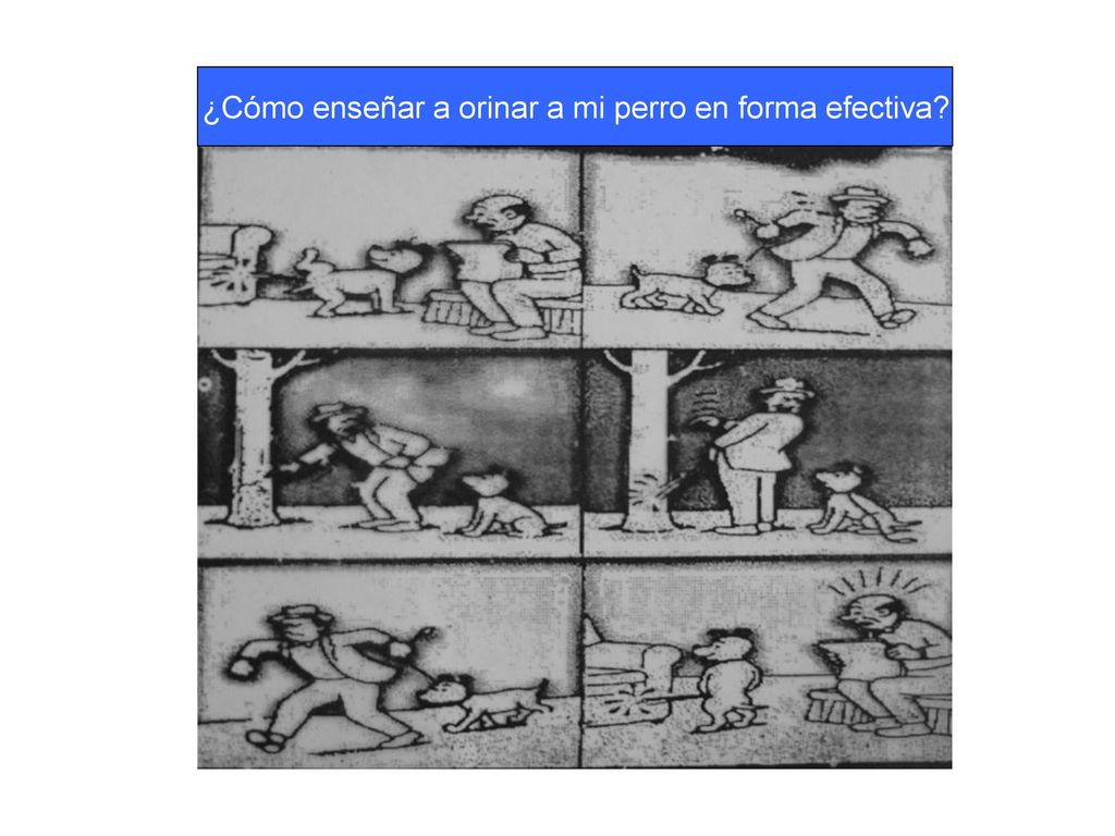 ¿Cómo enseñar a orinar a mi perro en forma efectiva