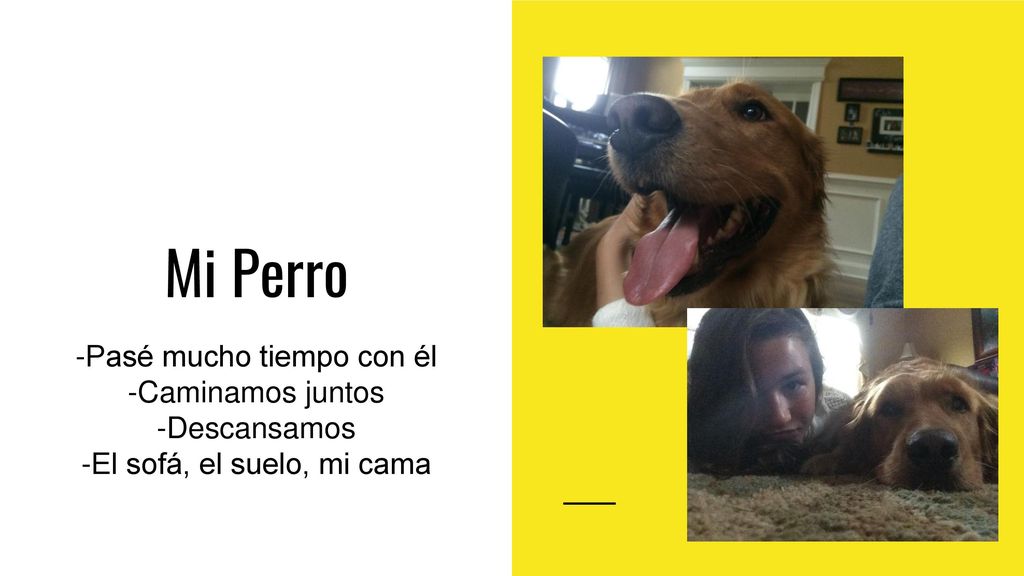Mi Perro -Pasé mucho tiempo con él -Caminamos juntos -Descansamos