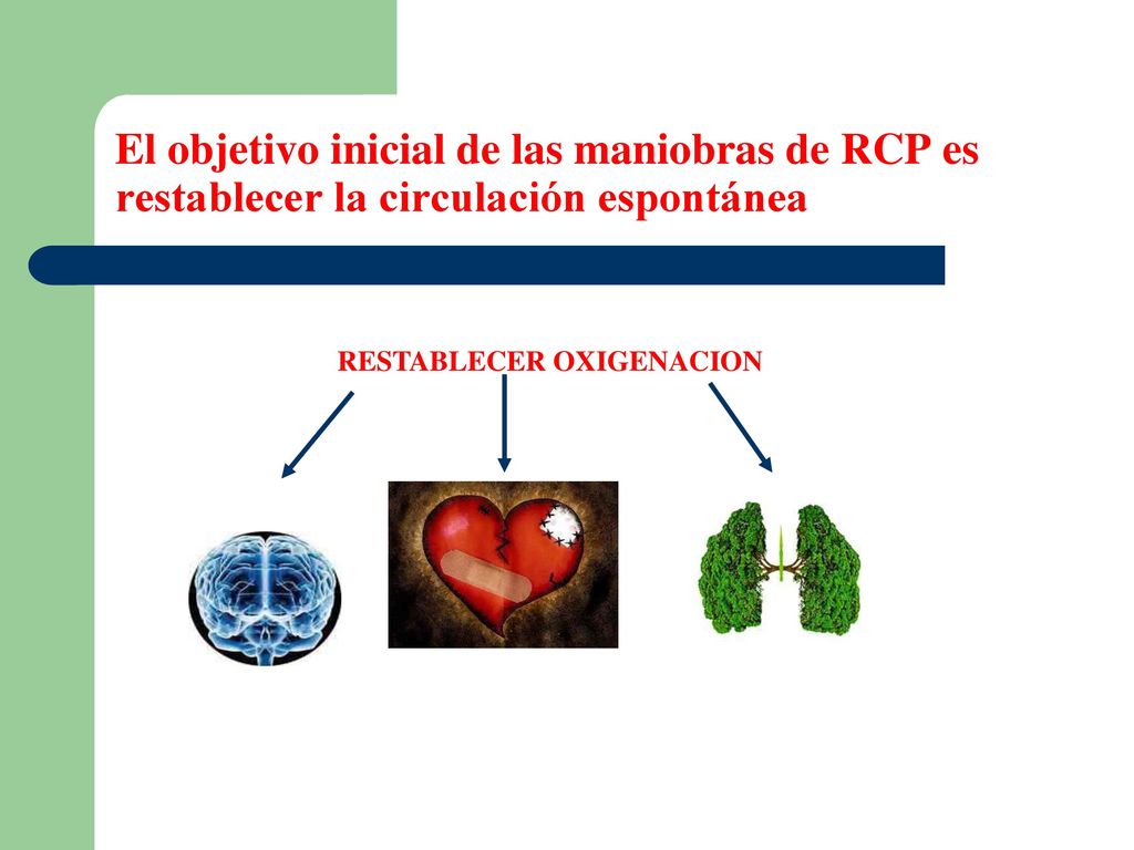 El objetivo inicial de las maniobras de RCP es restablecer la circulación espontánea