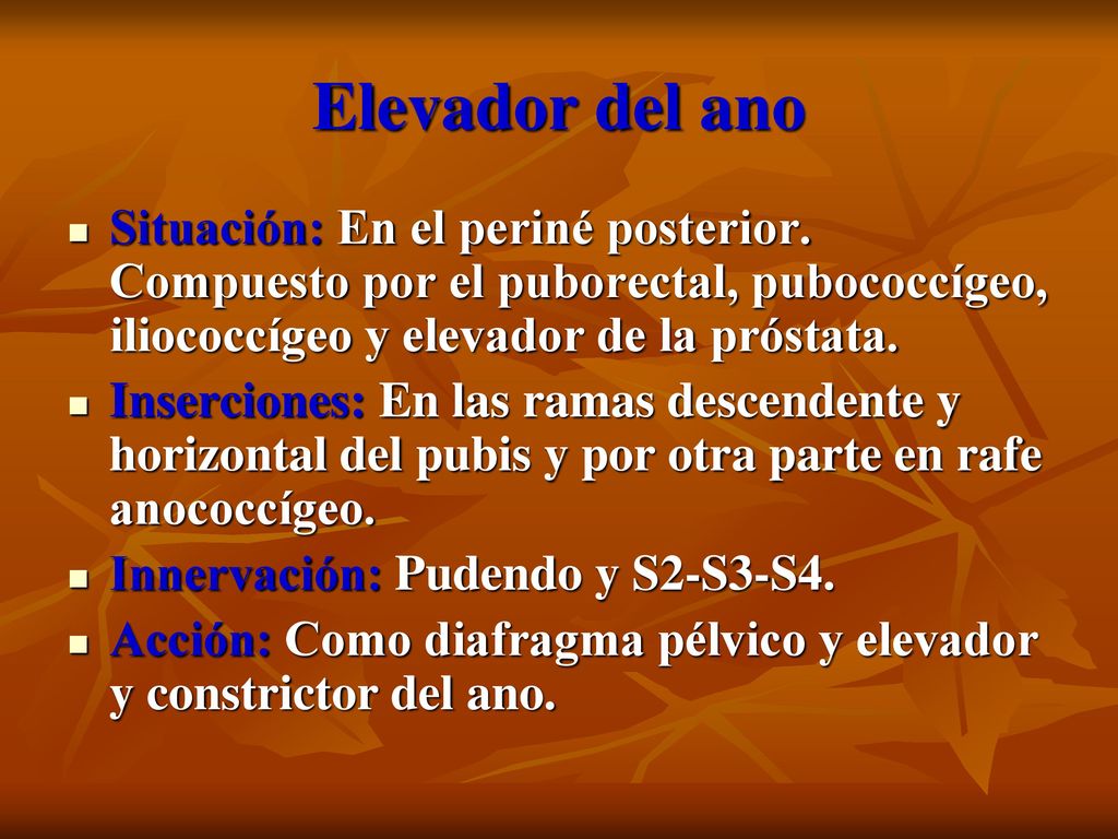 Elevador del ano Situación: En el periné posterior. Compuesto por el puborectal, pubococcígeo, iliococcígeo y elevador de la próstata.