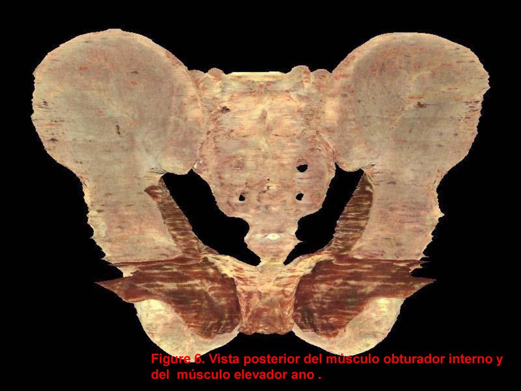 Figure 6. Vista posterior del músculo obturador interno y del músculo elevador ano .