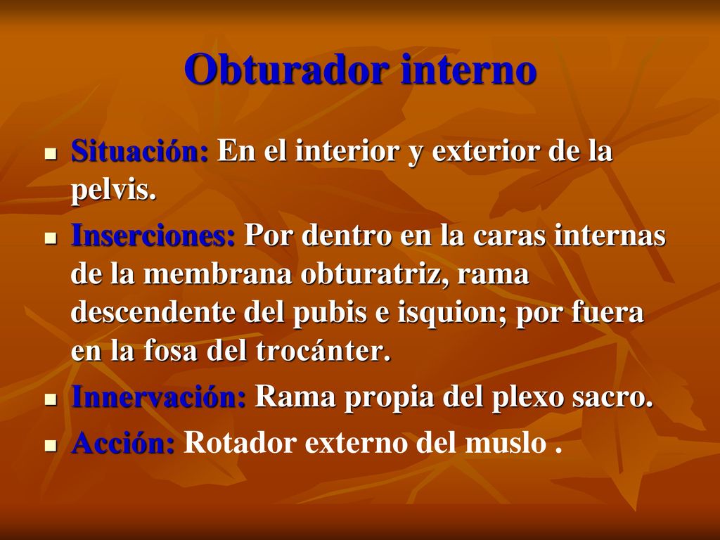 Obturador interno Situación: En el interior y exterior de la pelvis.