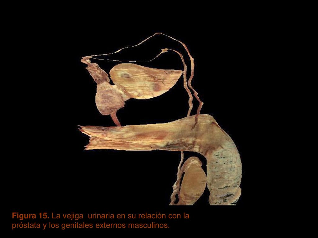 Figura 15. La vejiga urinaria en su relación con la próstata y los genitales externos masculinos.