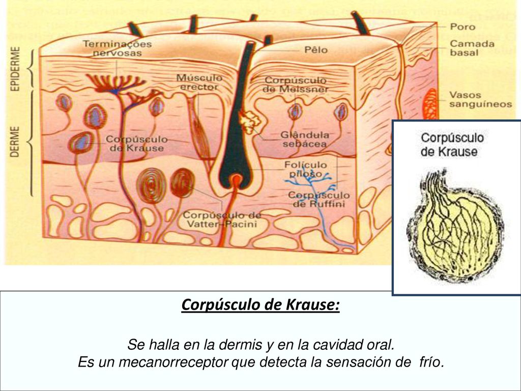 Corpúsculo de Krause: Se halla en la dermis y en la cavidad oral.