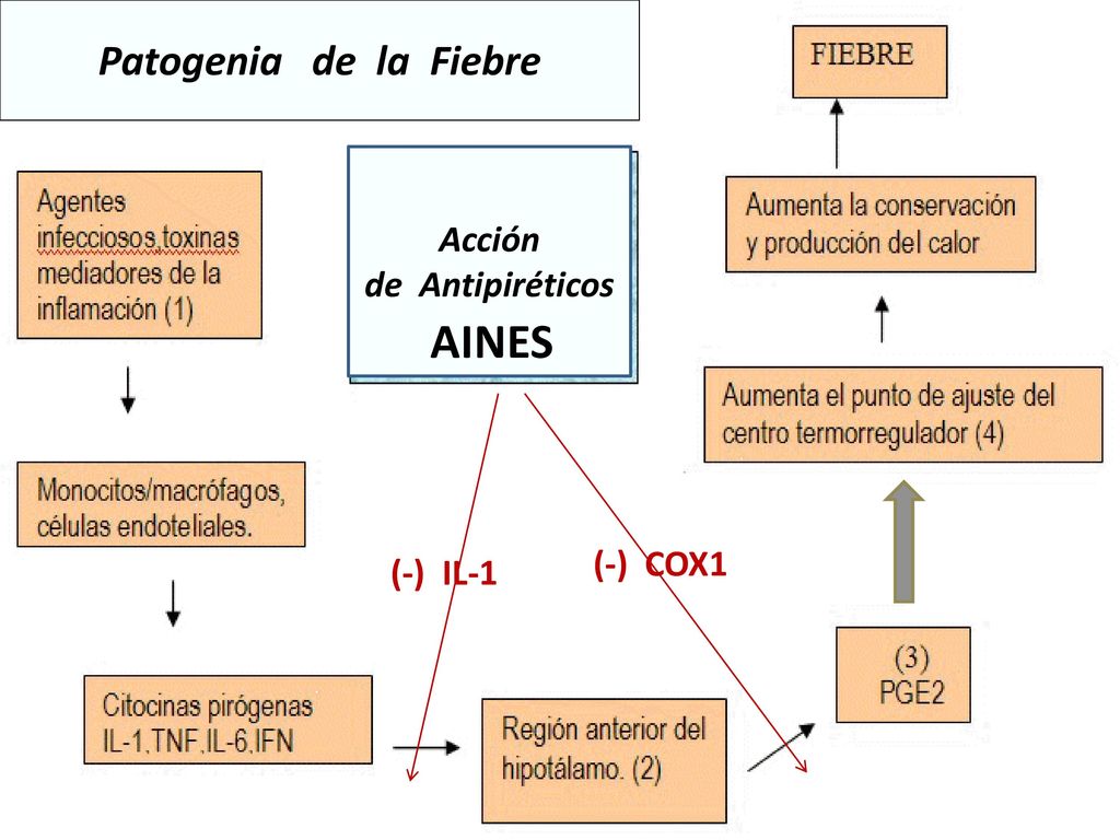 Patogenia de la Fiebre Acción de Antipiréticos AINES (-) COX1 (-) IL-1