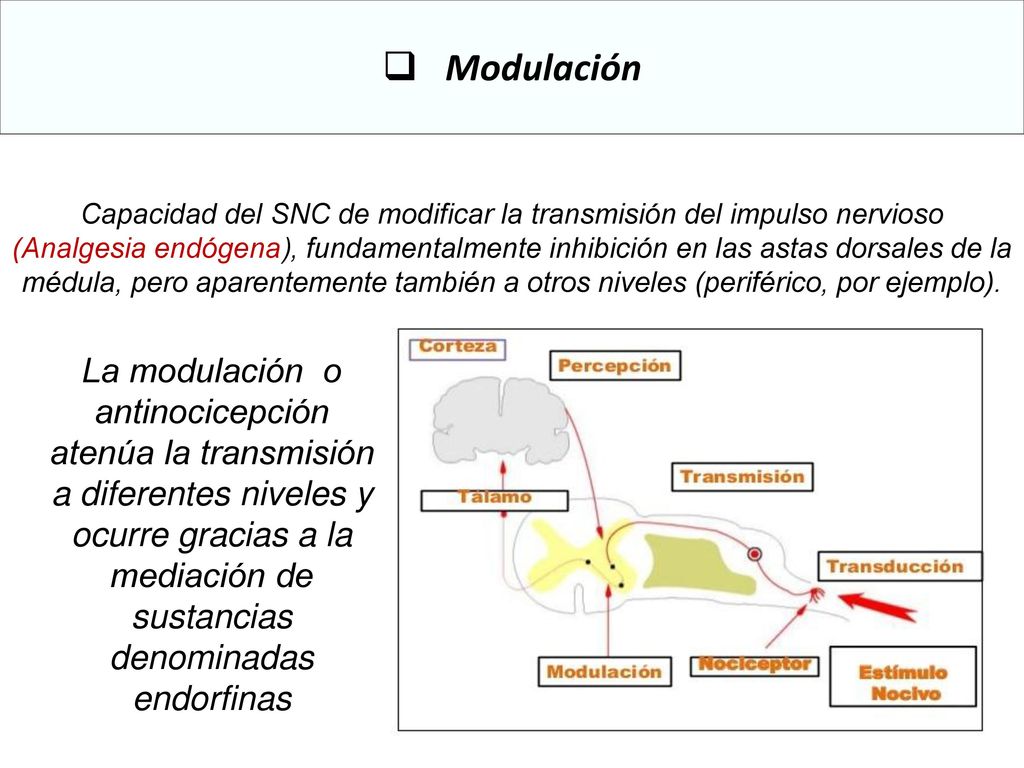 Capacidad del SNC de modificar la transmisión del impulso nervioso